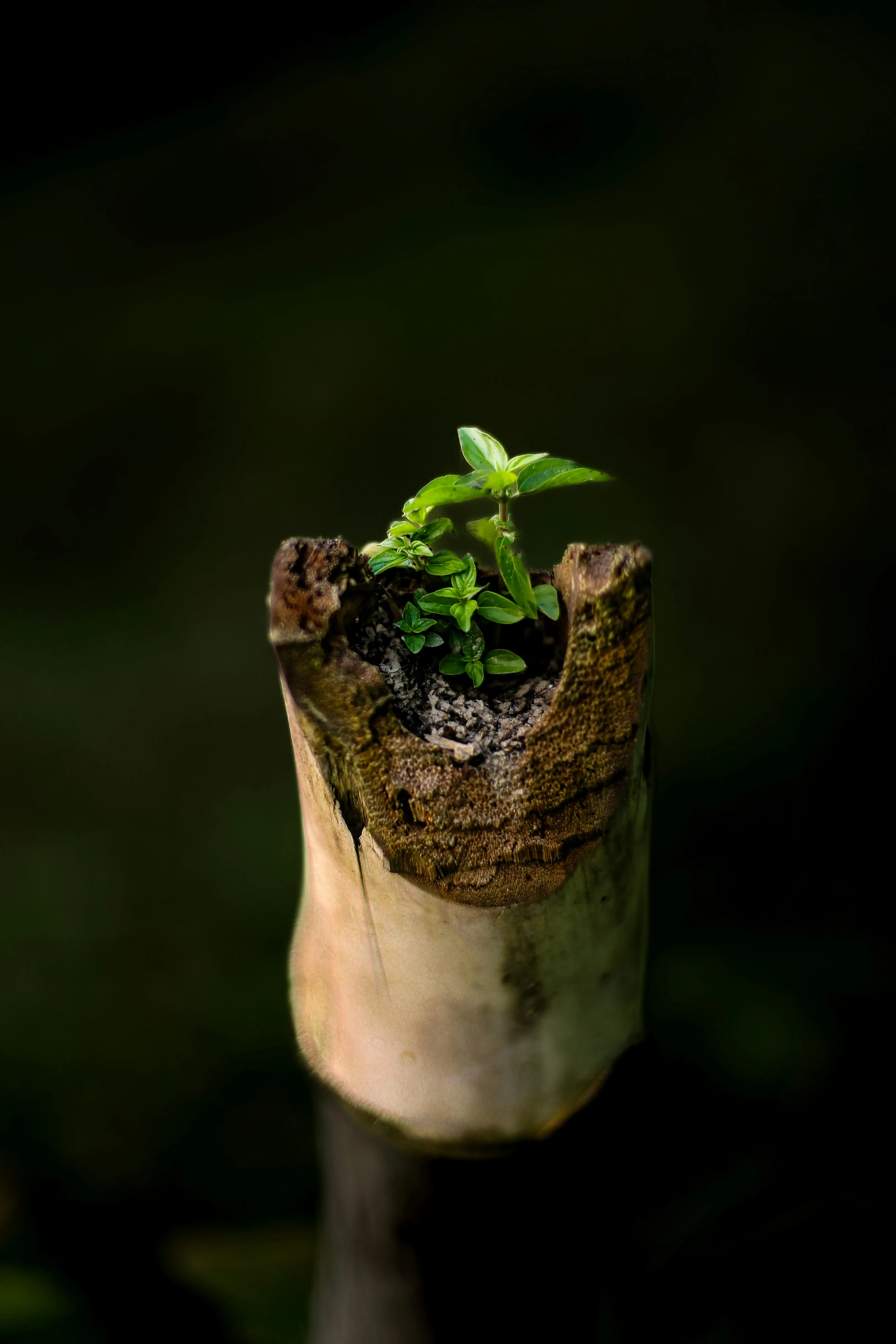 Eucalyptus Sprout