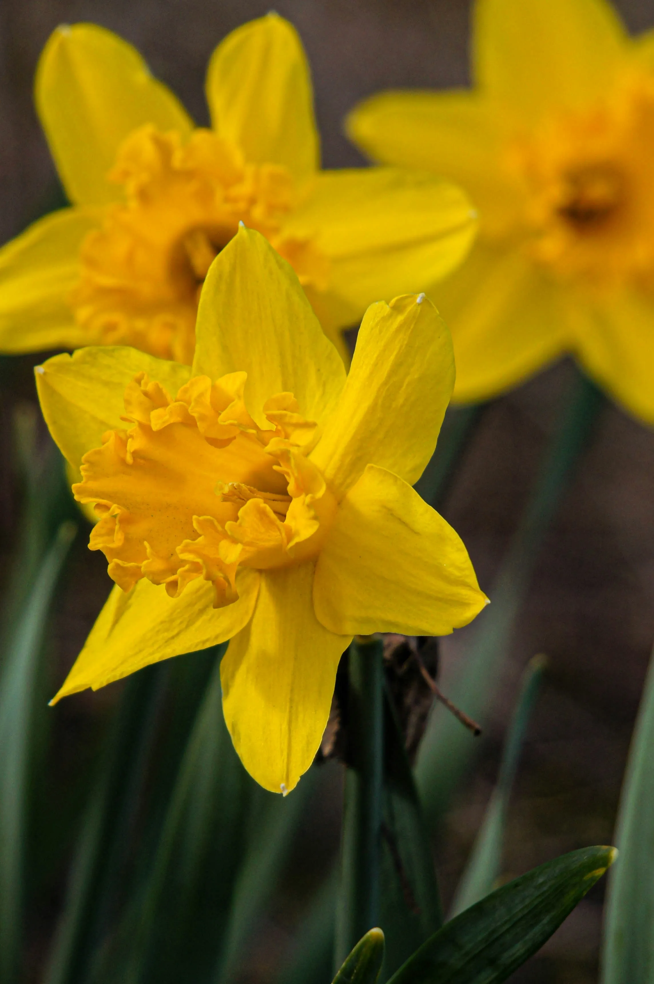 Spring Bloom